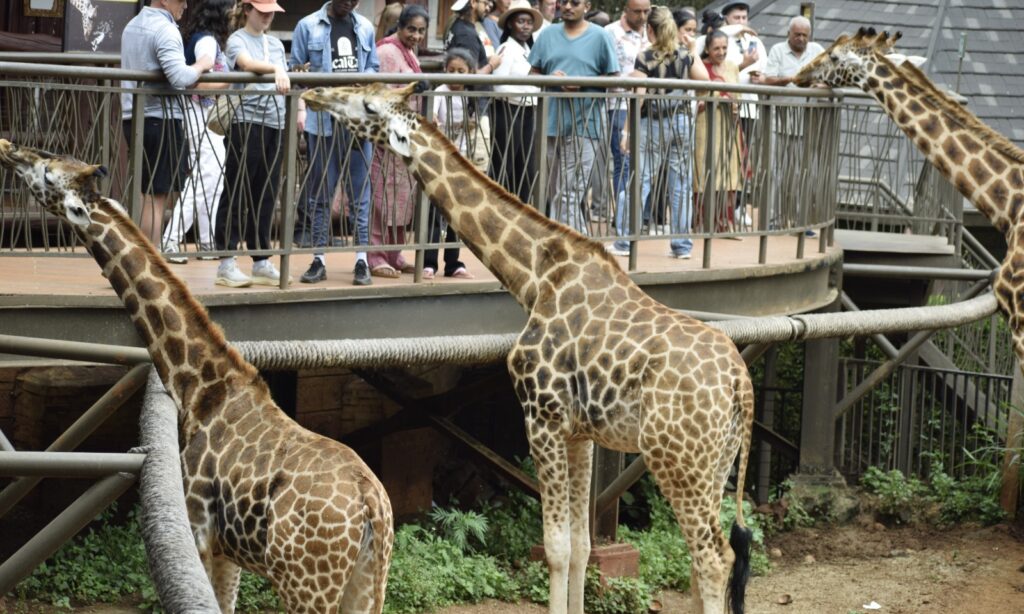 Giraffe Center